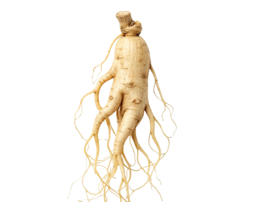 Ginseng
