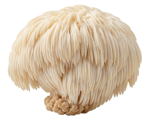 Hericium
